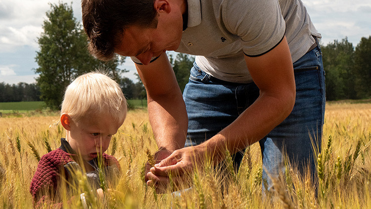 Image of a man stooping to show grain to a small boy while standing in a golden field of grain on a sunny day at the Van Assen Farm in Alberta.