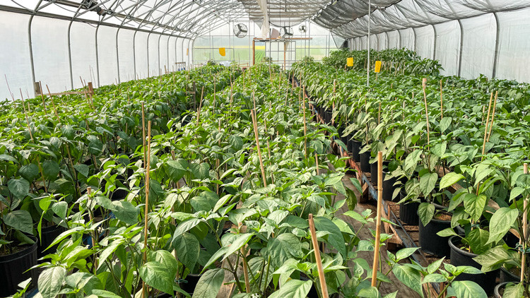 Rows of green plants growing in a greenhouse