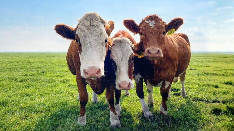 3 brown and white cows in a field 