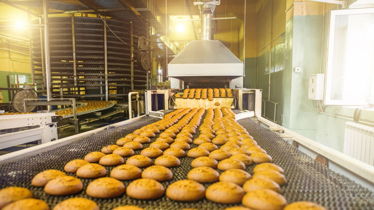 Round baked buns on a conveyor belt coming out of an oven in a factory