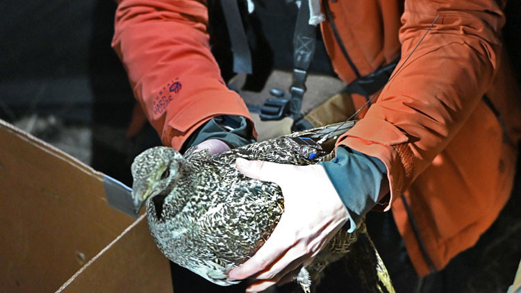 Woman holding a Sage-Grouse hen