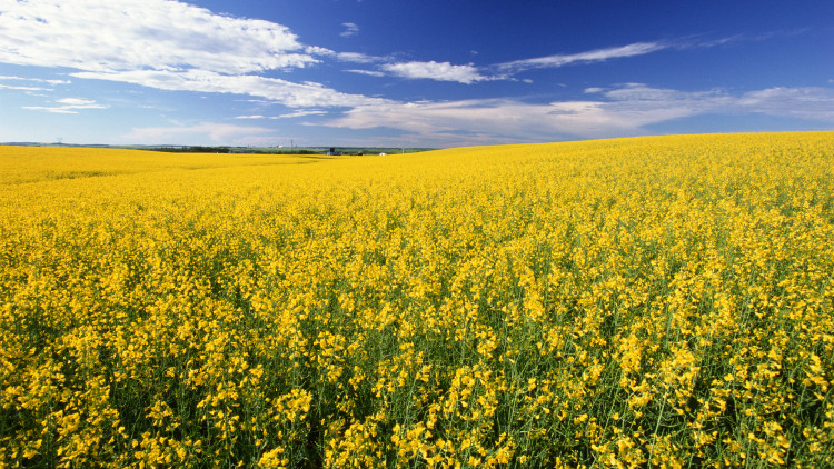 Photo of a canola field