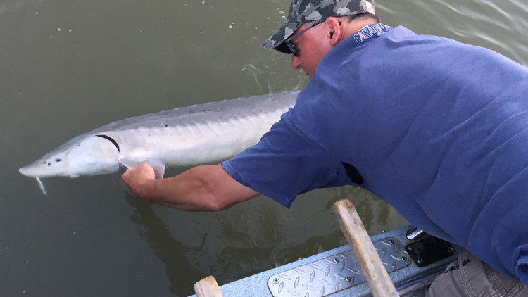 Jeff Krukowski releasing a tagged sturgeon. Photo: Jeff Krukowski.