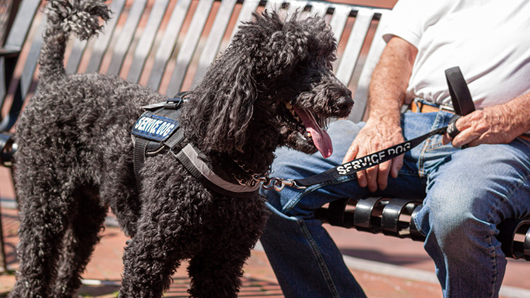 Photo of a black poodle service dog with owner