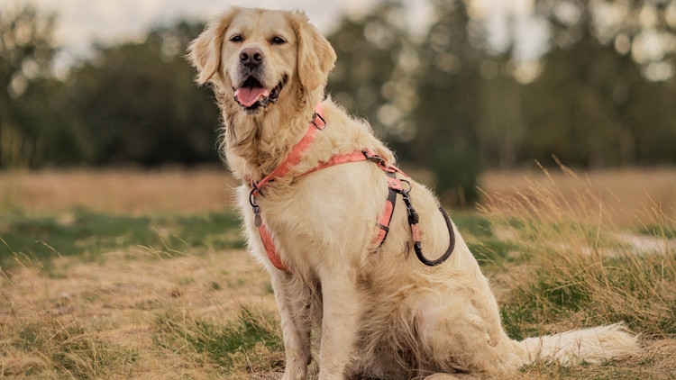 Photo of a golden retriever wearing a guide harness while sitting