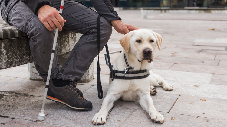 Photo of a man sitting on bench with guide dog in front of him