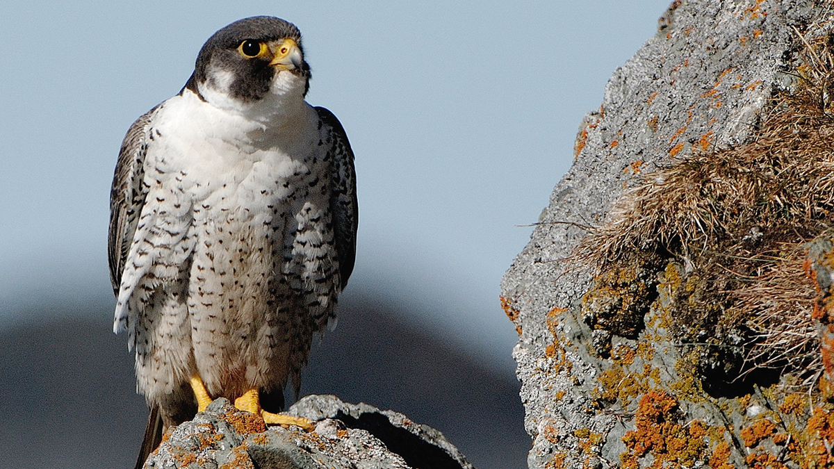 Peregrine falcon