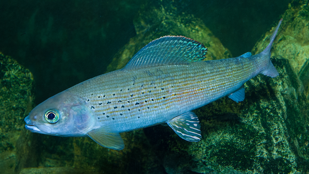 Arctic grayling