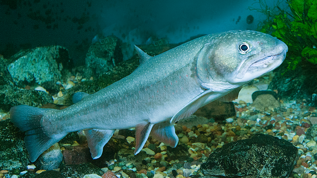 Bull trout