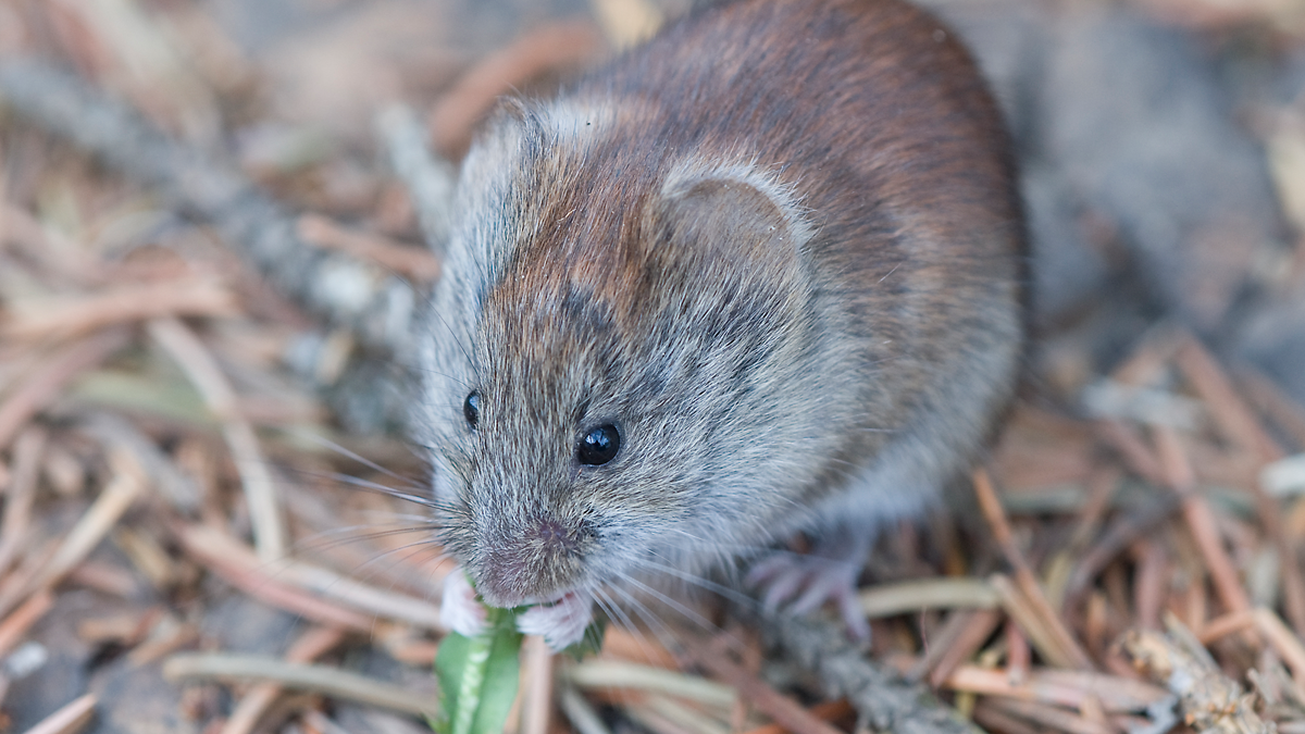 Red backed vole
