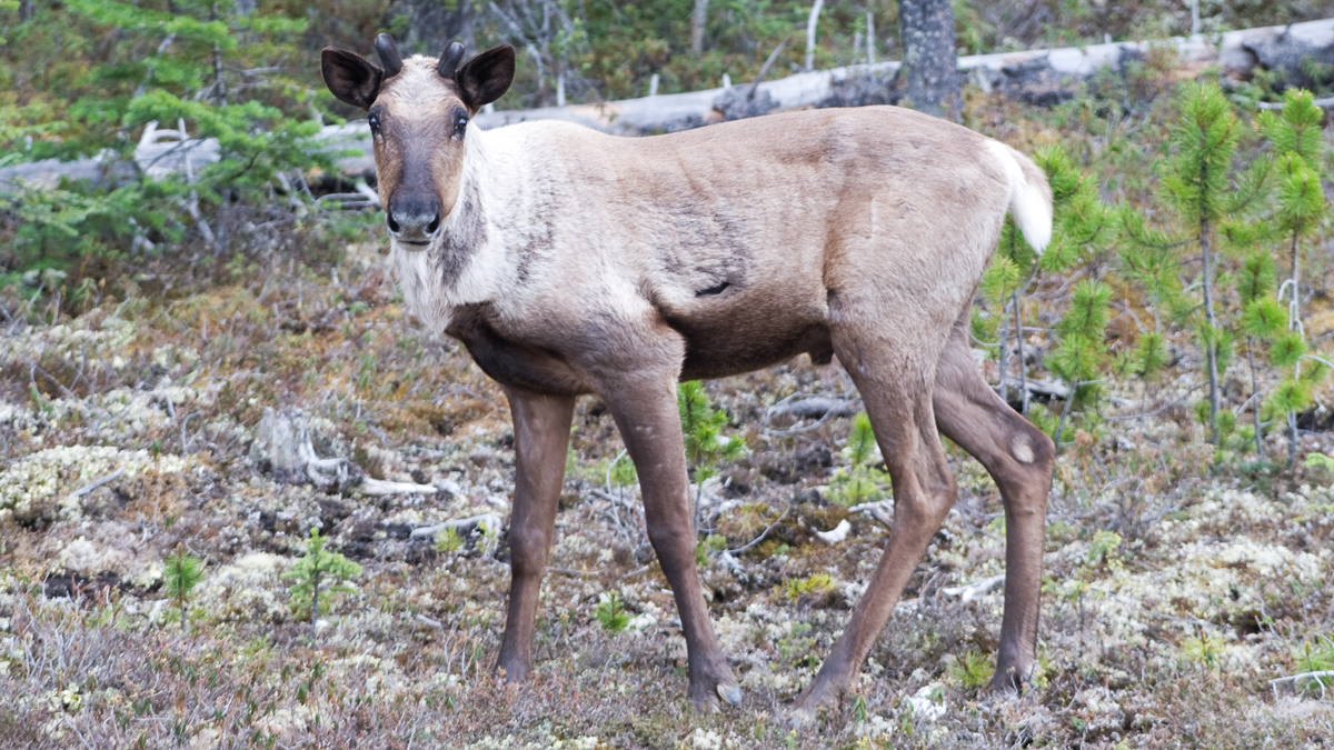 Woodland caribou