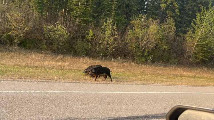 Photo of domestic Mangalica pigs