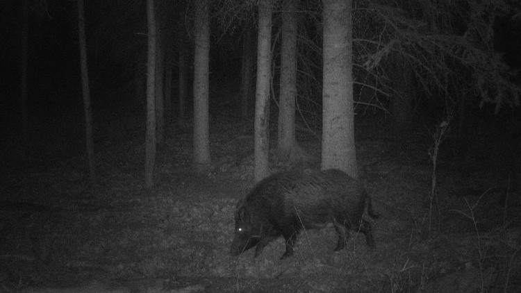 Side profile of wild boar in a clearing in a forest at night
