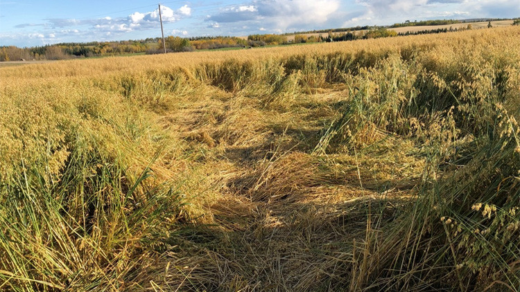 Crop with stalks that have been broken and tramped down