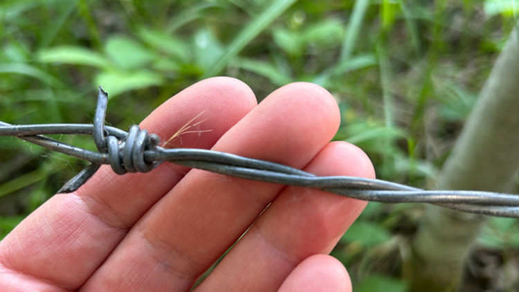 Strands of wild boar hair embedded in a strand of barbed wire, with a hand underneath the strand of barbed wire