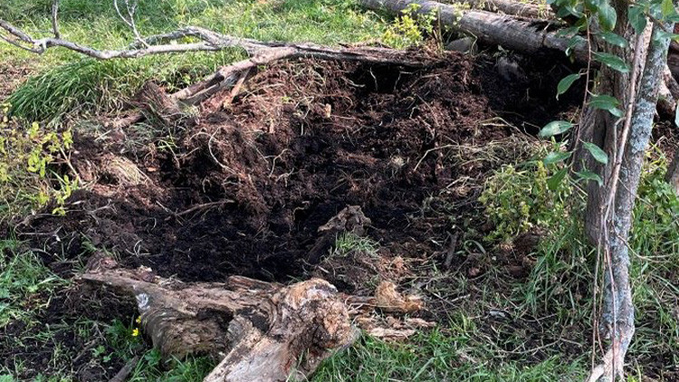 Large, dug up section of grass with fallen trees surrounding the dig