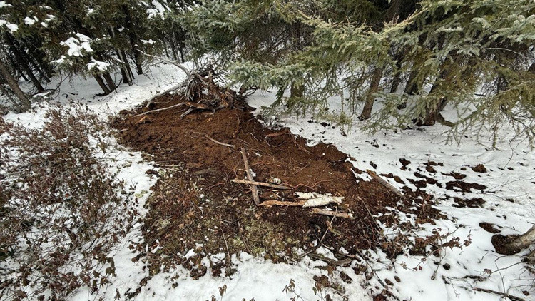 Dug up dirt on a snow-covered ground with smaller tree trunks