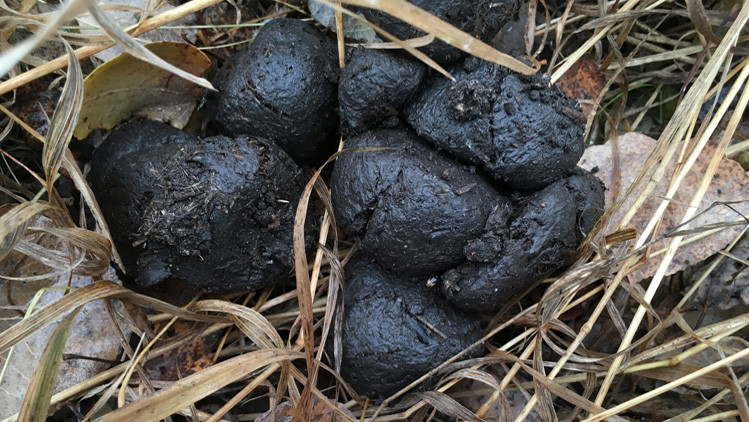 Round clumps of fresh wild boar scat lying on dried, brown leaves and grass