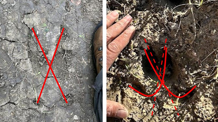Comparison of a wild boar hoof imprint next to a deer hoof imprint - a red x is superimposed over the track