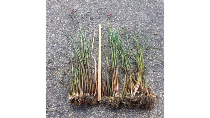 Photo of Flowering rush plants