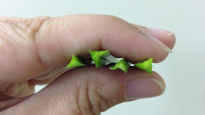 Photo of a Close up of flowering rush stem cross section.