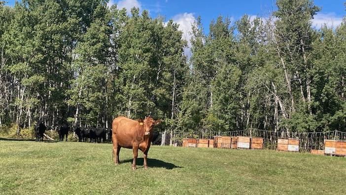 Photo of a Curious cows in apiary