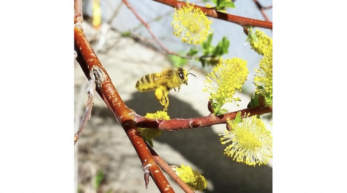 Photo of Honey bee covered in willow pollen