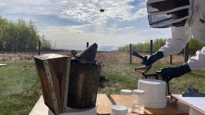 Photo of Honey bee inspector preparing equipment