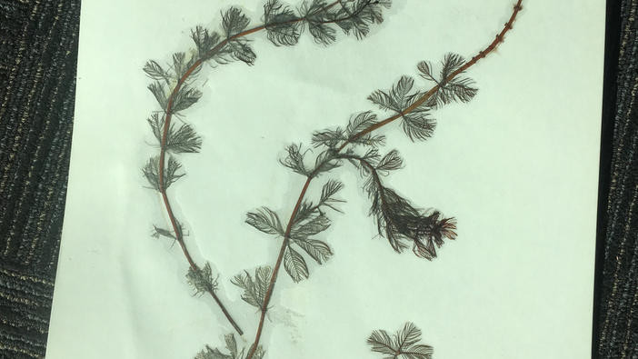Pressed sample of Eurasian watermilfoil.
