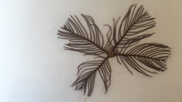 Single leaf section of Eurasian watermilfoil.