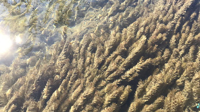 Mat of Eurasian watermilfoil.