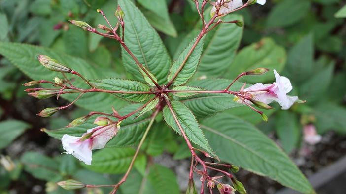 Top view showing leaf arrangement in circle.