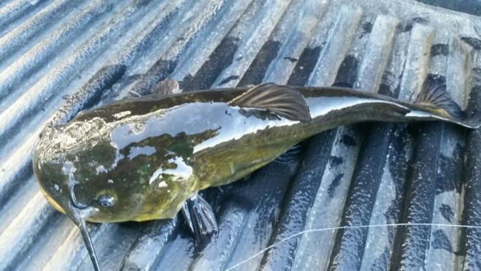 A brown to black colored fish sitting on a tailgate