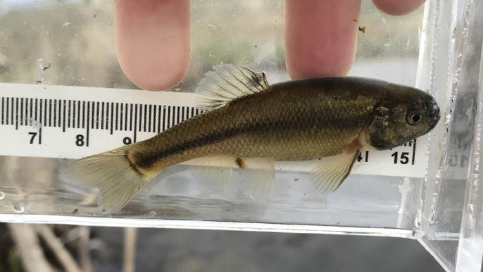 Side view of a native fathead minnows with silver-bronze colour
