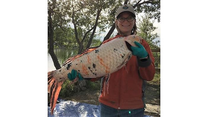 A large white, orange and black Koi being held up