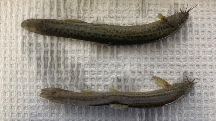 Two slender fish being measured.