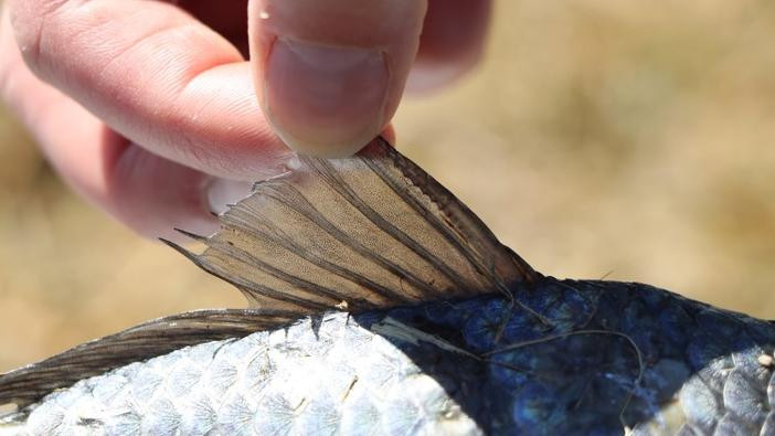 Hand holding Prussian carp dorsal fin above body