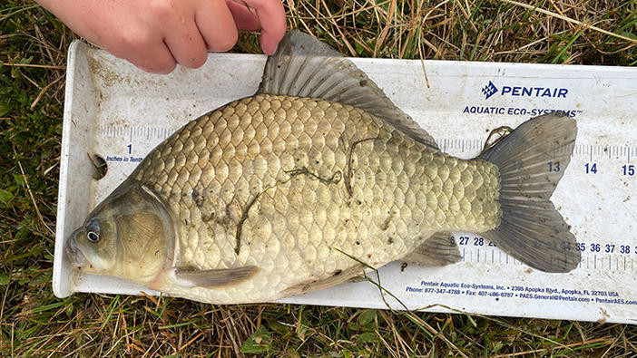 A Prussian carp, a fish species, laying sideways on a ruler