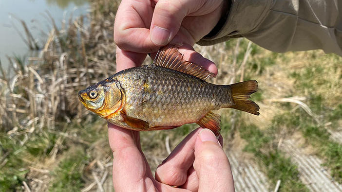 A small goldfish with limited gold colouring held beside a storm water pond