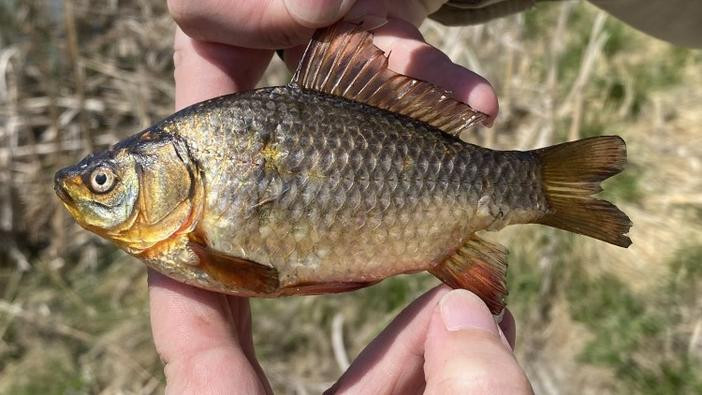 A small goldfish with limited gold colouring held beside a storm water pond