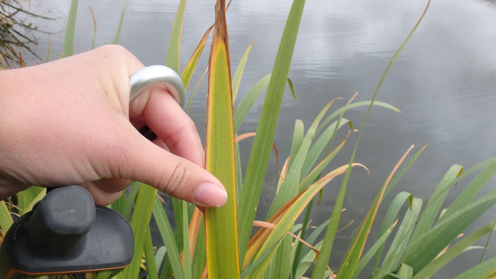Pale yellow iris sword-shaped leaf