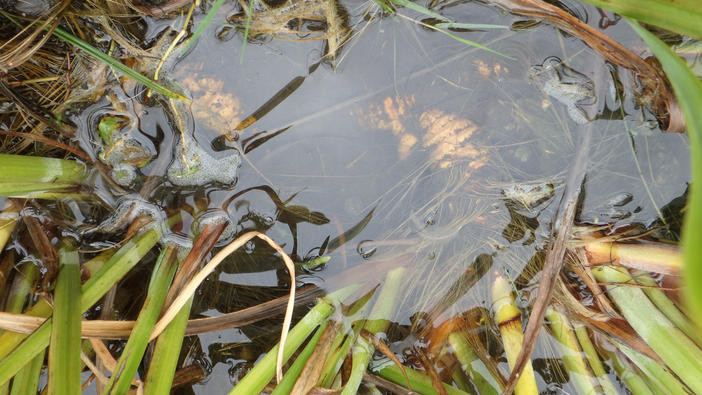 Pale yellow iris roots and bulbs