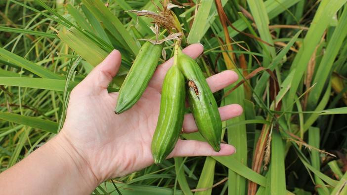 Pale yellow iris triangular seed pods in a hand.