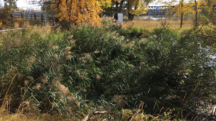Phragmites patch
