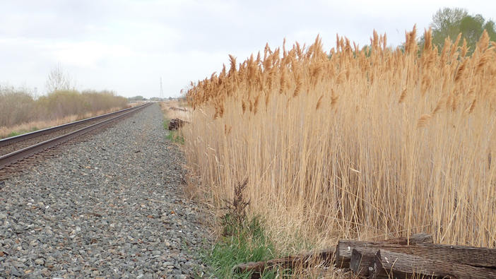Stand of dead phragmites next to railway track.