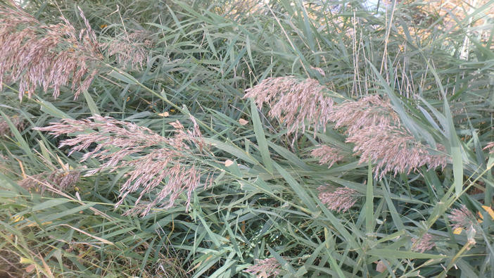 Feathery tan colored phragmites flowers