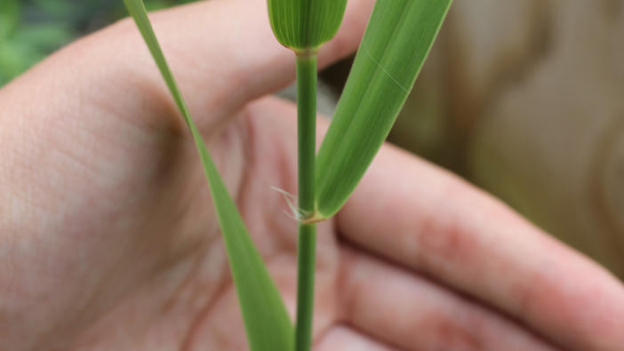 Phragmites stem and leaves