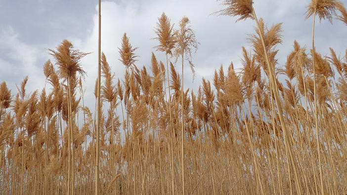 Seeds of dead phragmites