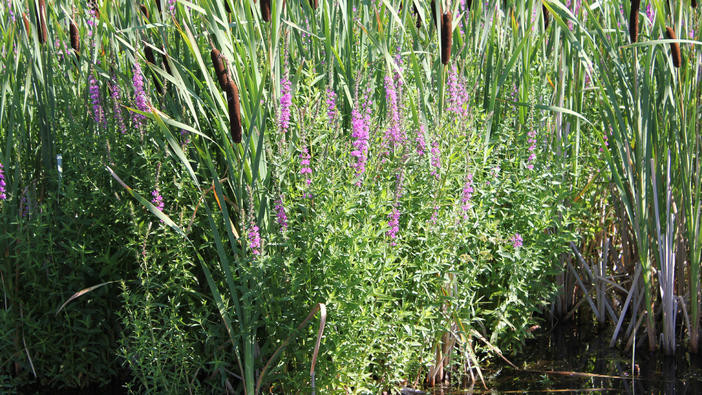 Purple loosestrife in bloom