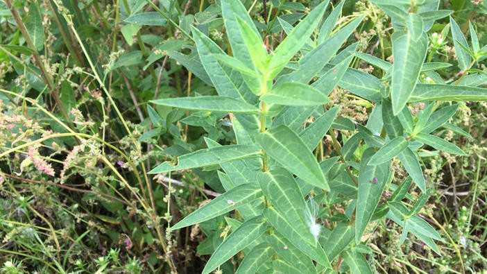 Purple loosestrife leaves in a tall vertical spike.